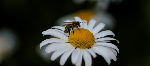 Bienengift zum Abnehmen